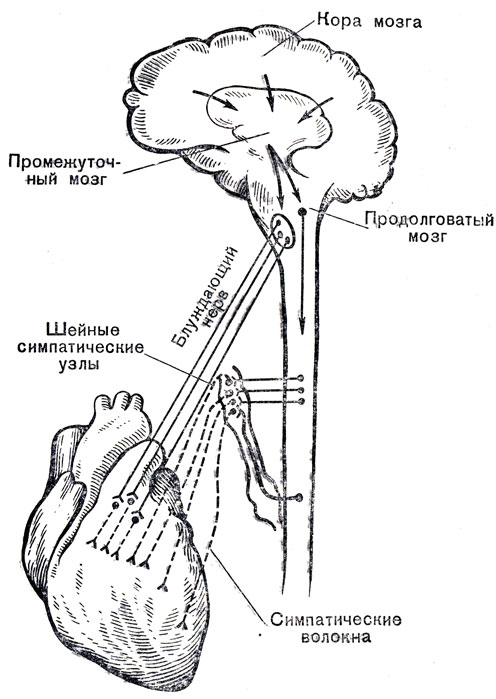 Рис. 32. Схема иннервации сердца