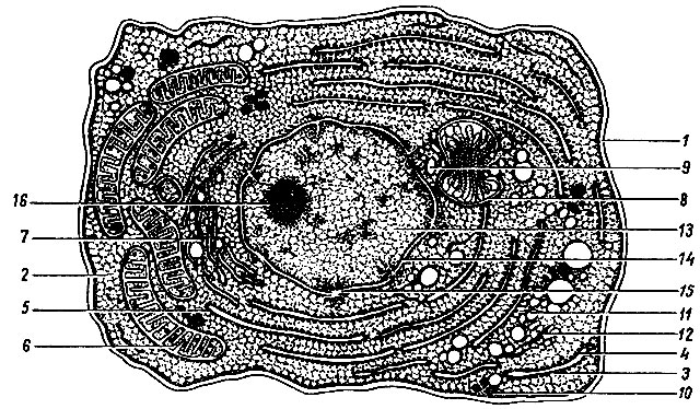. 1.   (). 1 -  ( ); 2 - ; 3, 4 -   ; 5 - ; 6 - ; 7 -  ; 8 -  () 9 - ; 10, 11 -   (, ); 12 -  ; 13 - ; 14 -  ; 15 -    ; 16 - 