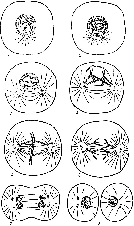 . 2.    (). 1 -  (); 2 - ; 3, 4 - ; 5, 6 - ; 7 - ; 8 -  ,    