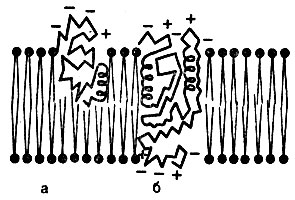 . 13.           -   ( ., 1984).  - ;  - 