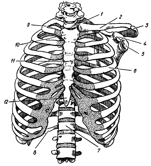 . 28.  . 1 - 1  ; 2 - ; 3 - ; 4 -   ; 5 -   ; 6 - IV ; 7 - XII  ; 8 - XII ; 9 - I ; 10 -  ; 11 -  ; 12 -   
