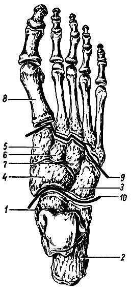 . 31.   ,  . 1 -  ; 2 -  ; 3 -  ; 4 -  ; 5, 6, 7 - ,      ; 8 - I  ; 9 -  - ; 10 -    