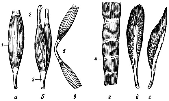 . 42.  ,  -  ;  -  ;  -  ;  -    ;  -  ;  -  ; 1 -  ; 2, 3 - ; 4 -  ; 5 -  