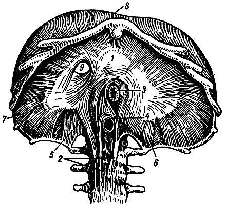 . 43.  ( ). 1 -  ; 2, 5, 6 -    ; 3 -  ; 4 -  ; 7 -  ; 8 -  ; 9 -    