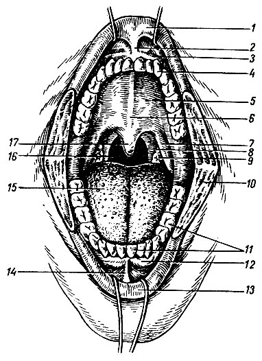 . 54.   ( ). 1 -  ; 2 -   ; 3, 12 - ; 4 -   ; 5 -  ; 6 -  ; 7 - - ; 8 - - ; 9 -  ; 10 -  ; 11 -   ; 13 -  ; 14 -   ; 15 -  ( ); 16 - ; 17 -  
