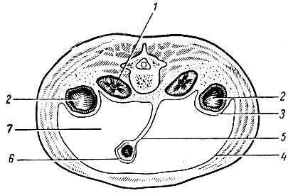 . 59.     (). 1 -   (); 2 -   (    ); 3 -   ; 4 -   ; 5 - ; 6 -   ( ); 7 -  