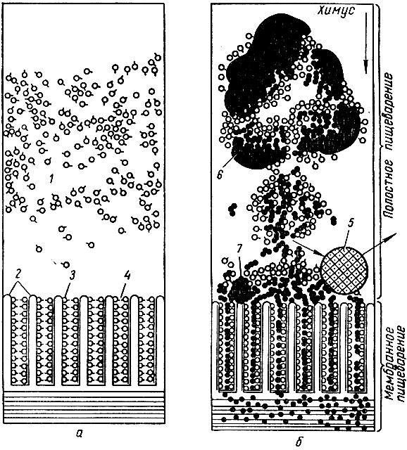 . 65.      () [ . ., 1985].  -     ;  -     ; 1 -    ; 2 - ; 3 -    ; 4 -   ; 5 - ; 6, 7 -      