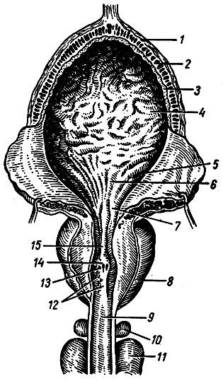. 74.        ( ;  ). 1 -   ; 2 -  ; 3 -  ; 4 -  ; 5 -  ; 6 -  ; 7 -    ; 8 -  ; 9 -    ; 10 -  ; 11 -    ; 12 -   ; 13 -    ; 14 -  ; 15 -    