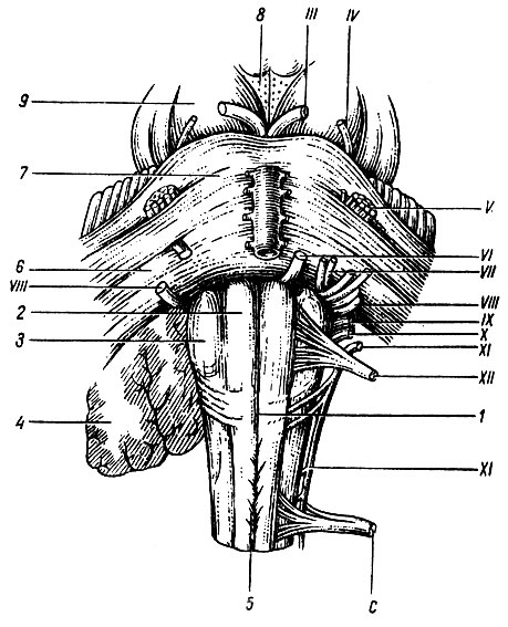 . 113.   ( ). 1 -   ; 2 -   ; 3 - ; 4 - ; 5 -   (     ); 6 -   ; 7 - ; 8 -  ; 9 -  ; III - XII   ;  -   