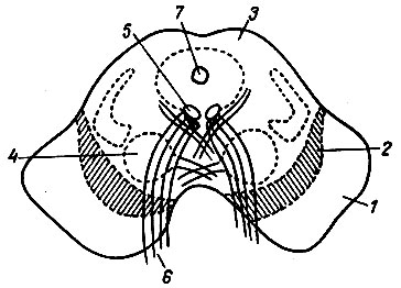 . 114.     (). 1 -  ; 2 -  ; 3 -  ; 4 -  ; 5 -   ; 6 -  ; 7 -  