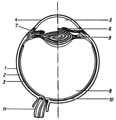. 129.        () [ . ., 1985].     (7)     ,               1 - ; 2 -  ; 3 - ; 4 - ; 5 -  ; 6 - ; 7 - ; 8 -  ; 9 -  ,      (); 10 -  ; 11 -  