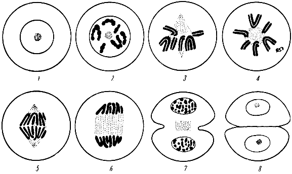 . 2.  . 1 -  ; 2 - ; 3, 4 - ; 5, 6 -  - ; 8 -  ,    