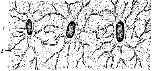 Рис. 7. Костная ткань. 1 - костные клетки (остеоциты); 2 - межклеточное вещество