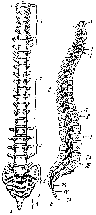 . 18.  .  -  ; 1 -  ; 2 -  ; 3 -  ; 4 - ; 5 - ;  -     ; I, II, III, IV -     ;  -  ;  -  ; 1, 7, 19, 24, 29, 34 -  