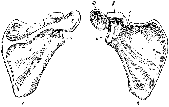 . 22.  ().  -  ;  -  ; 1 -  ; 2 -  ; 3 -  ; 4 -  ; 5 -  ; 6 -  ; 7 -  ; 8 - ; 9, 10 -  