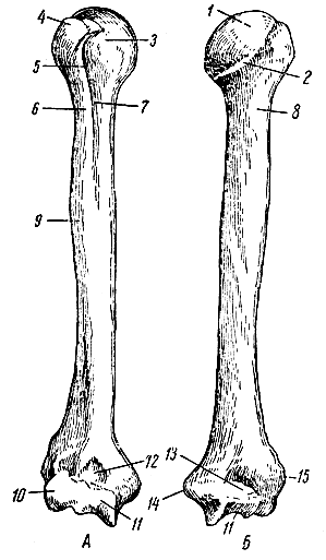 . 23.   ().  -  ;  -  ; 1 - (   ; 2 -  ; 3 -  ; 4 -  ; 5 -   ; 6 -   ; 7 -   ; 8 -  ; 9 -     ; 10, 11 -     ; 12 -  ; 13 -  ; 14 -  ; 15 -  