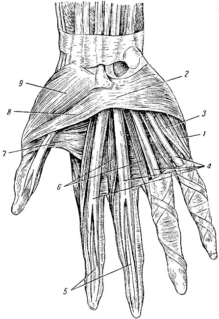 . 48.  . 1 - ,  ; 2 -   ; 3 -   ; 4 -    ; 5 -    ; 6 -  ; 7 -    ; 8 -    ; 9 -  ,   