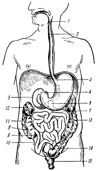 . 52.   . 1 - ; 2 - ; 3 -   ; 4 -      ; 5 -  ; 6 -      ; 7 -  ; 8 -  ; 9 -  ; 10 -  ; 11 -  ; 12 -        (    ); 13 -  ; 14 -  ; 15 -  