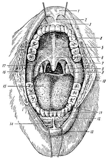. 53.   ( ). 1 -  ; 2 -   ; 3 - ; 4 -  ; 5 -  ; 6 -  ; 7 - - ; 8 - - ; 9 -  ; 10 -  ; 11 -  ; 12 - ; 13 -  ; 14 -   ; 15 -  ( ); 16 - ; 17 - 
