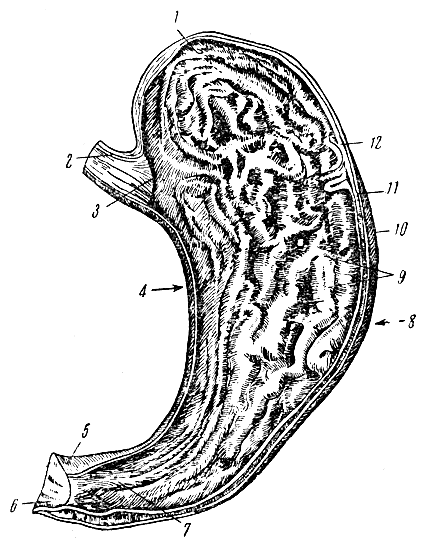 . 58.  ( ). 1 -  ; 2 - ; 3 -   ; 4 -  ; 5 -  () ; 6 -   (); 7 -  () ; 8 -  ; 9 -   ; 10 -  ; 11 -  ; 12 -  