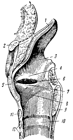 . 70.  ( ). 1 - ; 2 -  ; 3, 8, 10 -  ; 4 -  ; 5 -  ; 6 -  ; 7 -  ; 9 -   ; 11 -   ; 12 -  