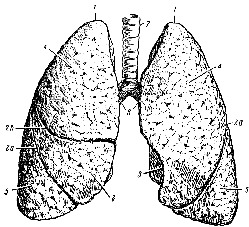 . 71. ,    ( ). 1 -  ; 2, 2 -  ; 3 -  ; 4 -  ; 5 -  ; 6 -   ( ); 7 -  ( ); 8 - 