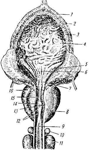 . 78.        ( ). 1 -   ; 2 -  ; 3 -  ; 4 -  ; 5 -  ; 6 -   ; 7 -  -   ; 8, 16 -  ; 9 -    ; 10 -  ; 11 -    ; 12 -    ; 13 -   ; 14 -  ; 15 -    