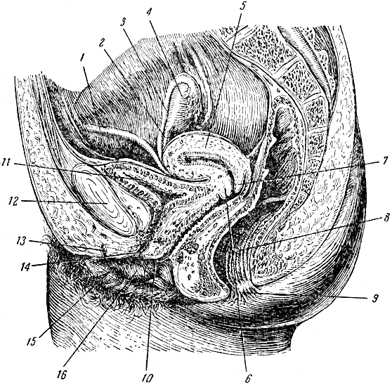 . 81.    . 1 -   ; 2 -   ; 3 -  ; 4 - ; 5 - ; 6 -    ; 7 -    ; 8 -  ; 9 -  ; 10 -  ; 11 -  ; 12 -  ; 13 - ; 14 -    ; 15 -   ; 16 -   