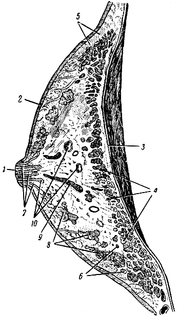 . 85.    ( ). 1 -  ; 2 - ; 3 - ,    ; 4 -   ; 5 -  ; 6 -  ; 7 -  ; 8 -  ; 9 -   (  ); 10 -   (  )