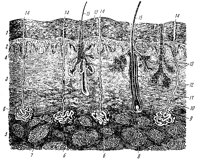 . 92.  ( ). 1 -   ; 2 -   ; 3 -  ; 4 -    ; 5 -  ; 6 -  ; 7 -   ; 8 -  ; 9 -  ; 10 -  ; 11 -  ; 12 -   ; 13 -  ; 14 -   (   ); 15 -  