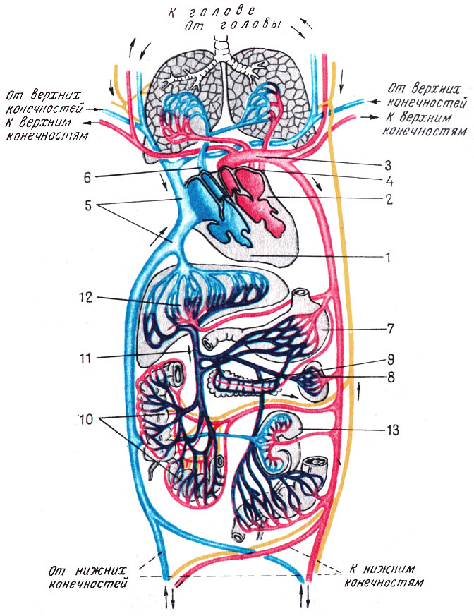  V.    .   ,     ;  -    ;      ;    . 1 -   ; 2 -   ; 3 - ; 4 -  ; 5 -     ; 6 -  ; 7 - ; 8 - ; 9 -  ; 10 -    ; 11 -  ; 12 - ; 13 - 
