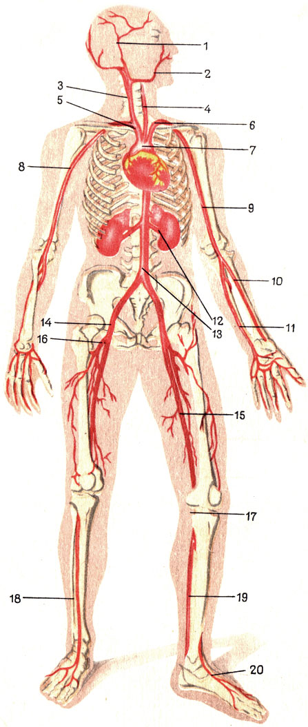  VI.   (). 1 -   ; 2 ; 3 -   ; 4 -   ; 5 - - ; 6 -   ; 7 -  ; 8 -   ; 9 -  ; 10 - ; 11 - ; 12 - ; 13 -  ; 14 -   ; 15 - ; 16 -   ; 17 - ; 18 -  ; 19 -  ; 20 -   
