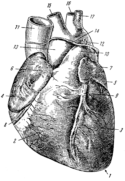 . 104.  ( ). 1 -  ; 2 -  ; 3 -  ; 4 -  ; 5 -  ; 6 -  ; 7 -  ; 8 -  ; 9 -   ; 10 -  ; 11 -   ; 12 -   (  ); 13 - ; 14 -     ; 15 -   ( ); 16 -    ; 17 -   