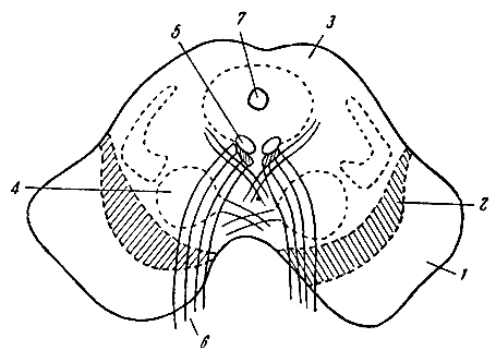 . 129.     (). 1 -  ; 2 -  ; 3 - ; 4 -  ; 5 -  III   ; 6 - III  ; 7 -  