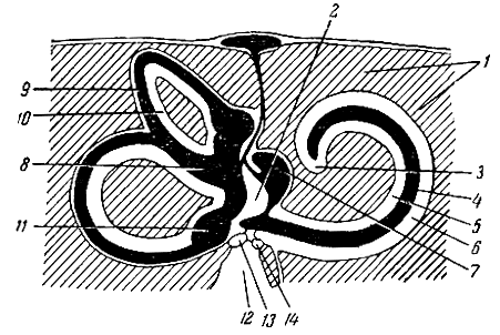 . 156.      . 1 -   ; 2 - ; 3 -       ; 4 -   ; 5 -  ; 6 -  ; 7 - ; 8 - ; 9 -   ; 10 -   ; 11 -  ()   ; 12 -  ; 13 -  ; 14 -  