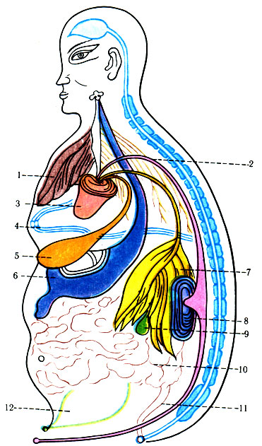 2.       . 1 - ; 2 -  ; 3 - ; 4 - , 5 - ; 6 - ; 7 - ; 8 - ; 9 -  ; 10 - ; 11 -  ; 12 - 