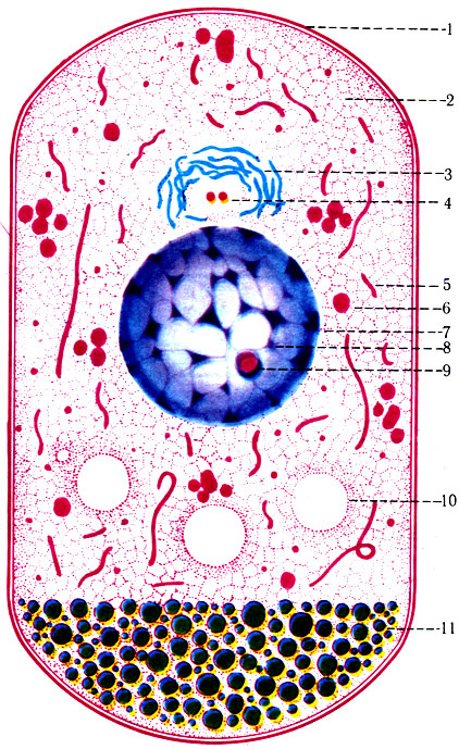 6.       . 1 -  ; 2 - ; 3 -   ; 4 -  ; 5 - ; 6 -  ; 7 -   ; 8 -  ; 9 - ; 10 - ; 11 -  