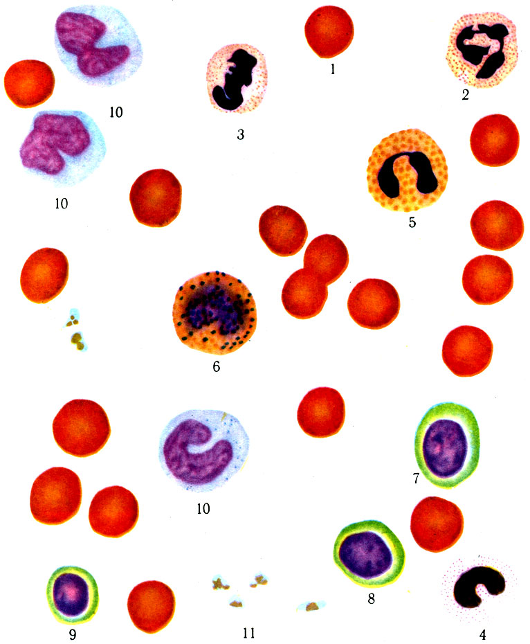 8.    ( . . ). 1 - ; 2 -   ; 3 -   ; 4 -   ; 5 -  ; 6 -  ; 7 -  ; 8 -  ; 9 -  ; 10 - ; 11 -   ()
