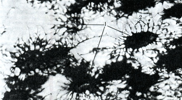 13.  . 1 -  ; 2 -      