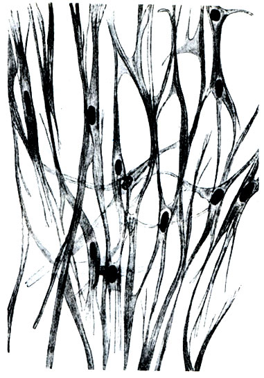 16.     ( Benninghoff)