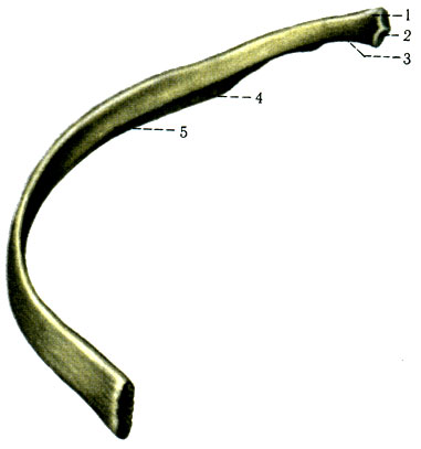 43.  (VIII) . 1 - caput costae; 2 - fades articularis capitis; 3 - costae; 3 - collum costae; 4 - sulcus costae; 5 - corpus costae