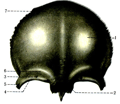 48.   . 1 - tuber frontale; 2 - glabella; 3 - for. supraorbitale; 4 - margo supraorbitalis; 5 - processus zygomaticus; 6 - arcus superciliaris; 7 - squama frontalis