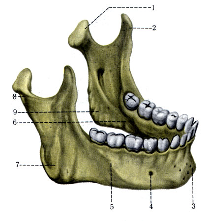 56.  . 1 - processus condylaris; 2 - processus coronoideus; 3 - protuberantia mentalis; 4 - for mentale; 5 - linea obliqua; 6 - linea mylohyoidea; 7 - tuberositas masseterica; 8 - collum mandfbulae; 9 - tuberositas pterygoidea