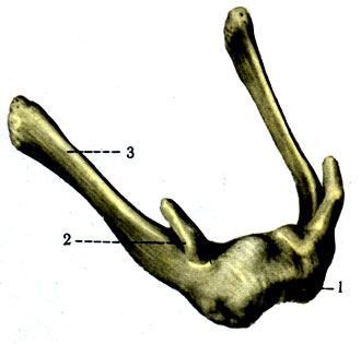 57.  . 1 - corpus; 2 - cornu minus; 3 - cornu majus