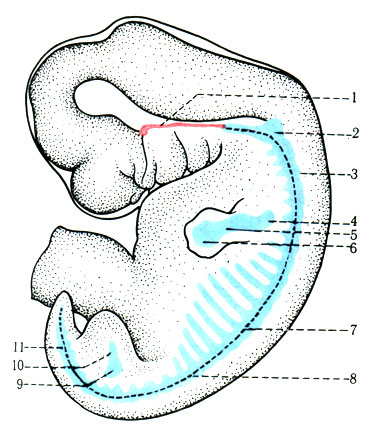 69.          9  ( ). 1 - ; 2 -  ; 3 - III  ; 4 - ; 5 -  ; 6 -  ; 7 - VII ; 8 - I  ; 9 - ; 10 -  ; 11 -  