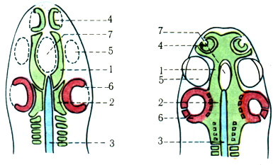 70.       . 1 -   (); 2 -  ; 3 - ; 4 -  ; 5 -  ; 6 -  ; 7 -  