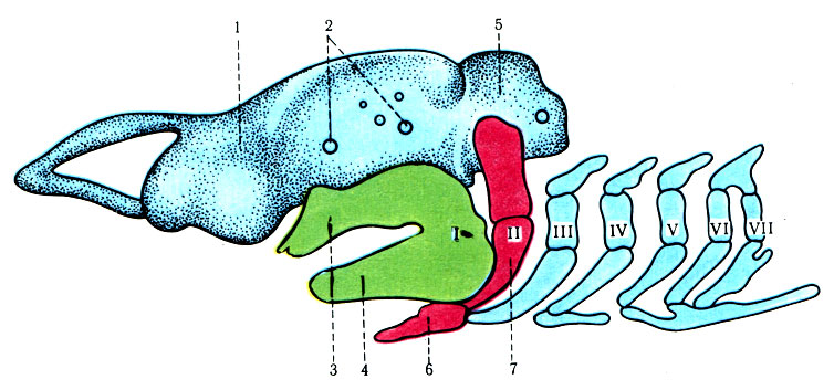 72.   ( . ). 1 -  ; 2 -    II, III, IV  V  - ; 3 - - ; 4 -  ; 5 -  ; 6 -  ; 7 -   ; I-VII -  