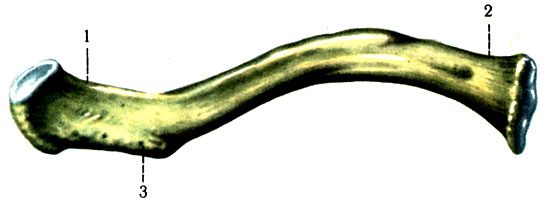 86.  . 1 - extremitas acromialis; 2 - extremitas sternalis; 3 - tuberculum conoideum