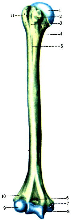 88.    ( . . ). 1 - caput humeri; 2 - tuberculum minus; 3 - sulcus intertubercularis; 4 - collum chirurgicum; 5 - tuberositasdeltoidea; 6 - fossa coronoidea; 7 - epicondylus medialis; 8 - trochlea humeri; 9 - capitulum humeri; 10 - fossa radialis