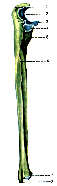 89.    ( . . ). 1 - olecranon; 2 - incisura trochlearis; 3 - processus coronoideus; 4 - incisura radialis; 5 - tuberositas ulnae; 6 - crista musculi supinatoris; 7 - circumferentia articularis; 8 - processus styloideus medialis